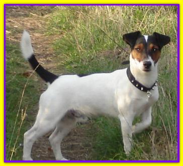 Clint, Jack Russell Terrier