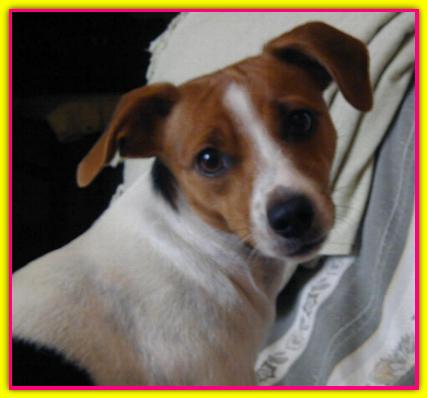 Corinna, Jack Russell Terrier