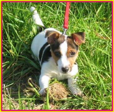 Crocchetta, Jack Russell Terrier