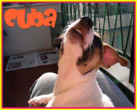 Cuba, Jack Russell Terrier