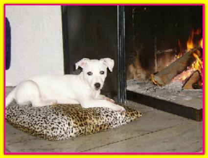 Dea, Jack Russell Terrier