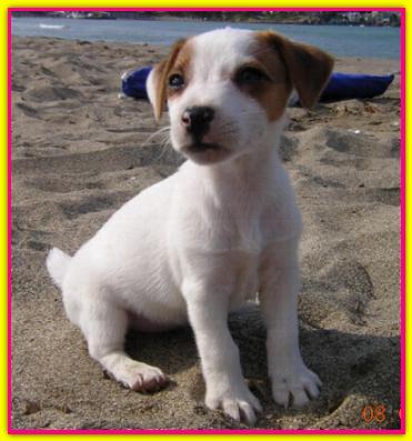 Desi, Jack Russell Terrier