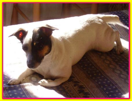 Dolly, Jack Russll