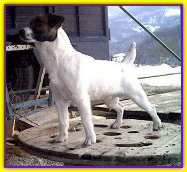 Dorjack, Jack Russell Terrier