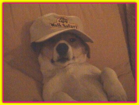 Dora, Jack Russell Terrier