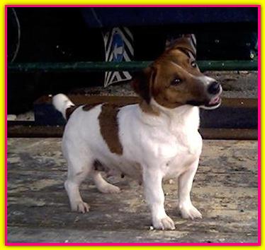 Dorjack Luna, Jack Russell Terrier