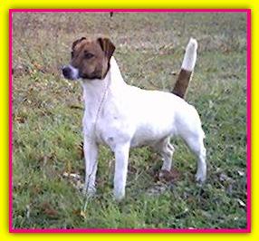 Dorjack Rosa, Jack Russell Terrier