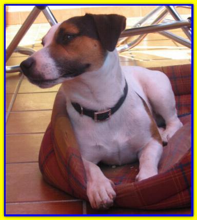 Duca, Jack Russell Terrier