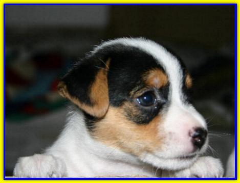 Duilio, Jack Russell Terrier