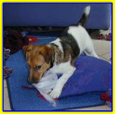 Duke, Jack Russell Terrier