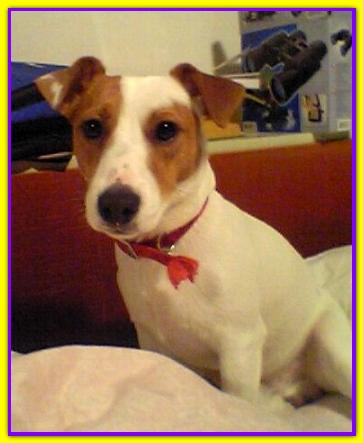 Dylan Dog, Jack Russell Terrier