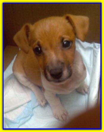 Eddiie, Jack Russell Terrier