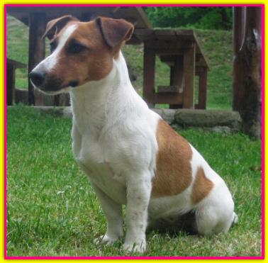 Ede, jack Russell Friends