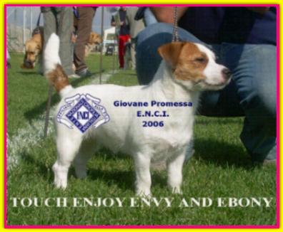 Enjoy Envy and Ebony, Jack Russell Terrier