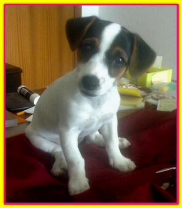 Era, Jack Russell Terrier