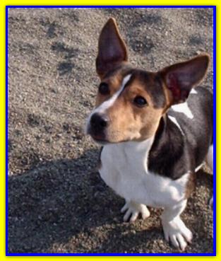 Ettore, Jack Russell Terrier