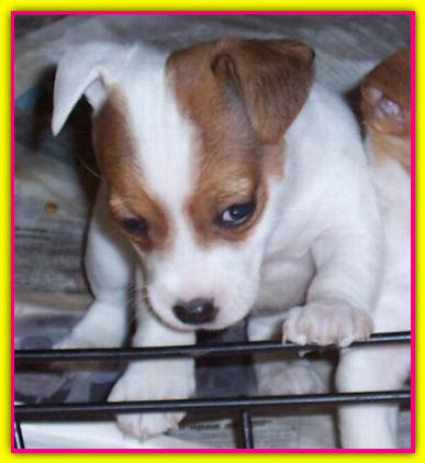 Ewa, Jack Russell Terrier