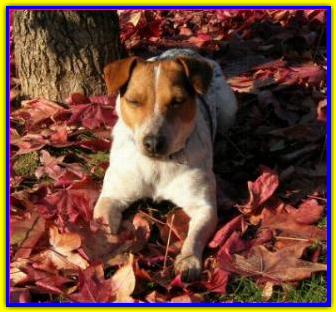 Fay, Jack Russell Terrier