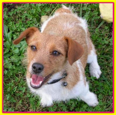 Febe, Jack Russell Terrier