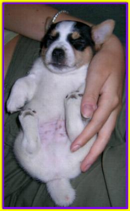 Ferretto, Jack Russell Terrier
