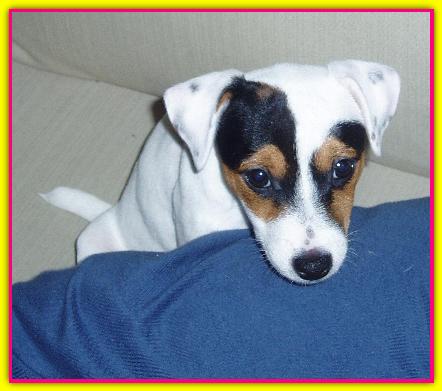 Fiorellina, Jack Russell Terrier