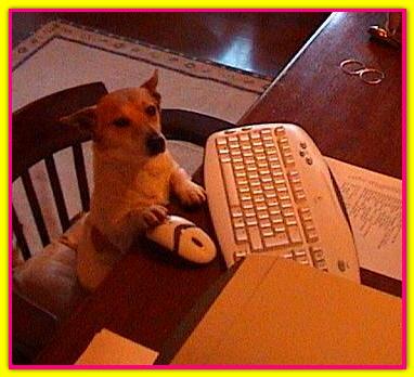 Flawer, Jack Russell Terrier