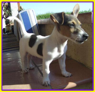 Fonzie, Jack Russell Terrier