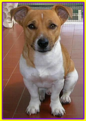 Fox, Jack Russell Terrier