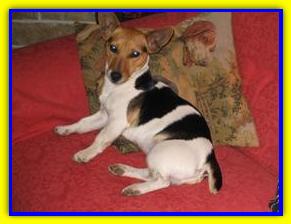 Freddy, Jack Russell Terrier