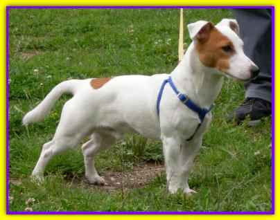 Frodo, Jack Russell Terrier