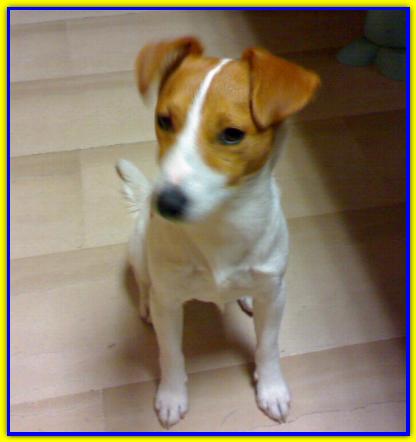 Fulmine, Jack Russell Terrier