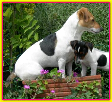 Gaia, Jack Russell Terrier