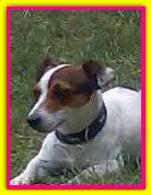 Gaia, Jack Russell Terrier