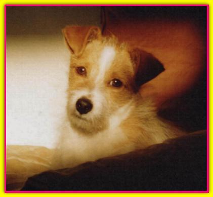 Gaia First, Jack Russell Terrier
