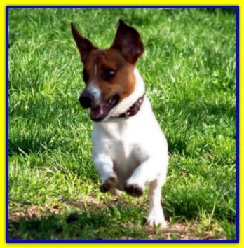 Gas, Jack Russell Terrier