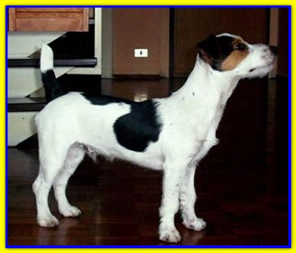 Gastone, Jack Russell Terrier
