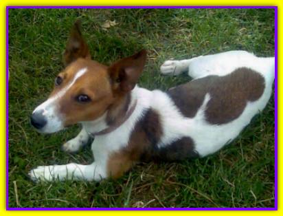 Geppo, Jack Russell Terrier
