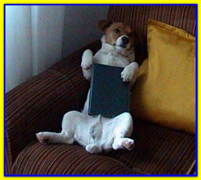 Gerry, Jack Russell Terrier