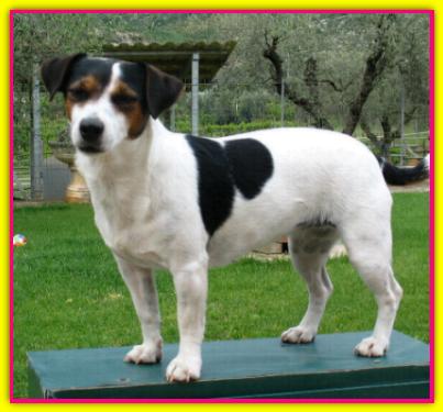 Giada, Jack Russell Terrier