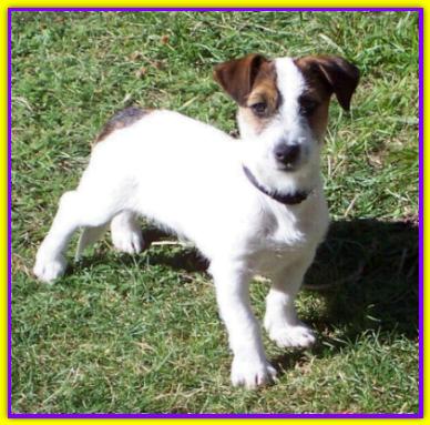 Gigi, Jack Russell Terrier