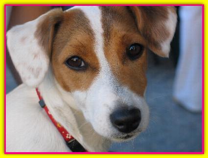 Gilda, Jack Russell Terrier