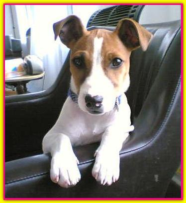 Gina, Jack Russell Terrier