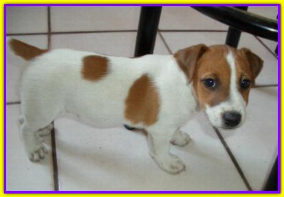 Gino, Jack Russell Terrier