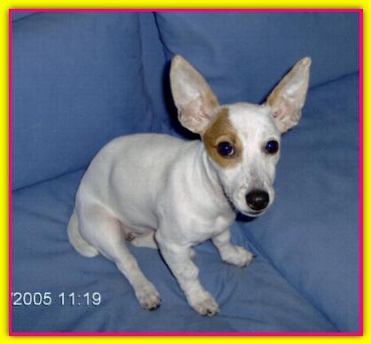 Gioia, Jack Russell Terrier