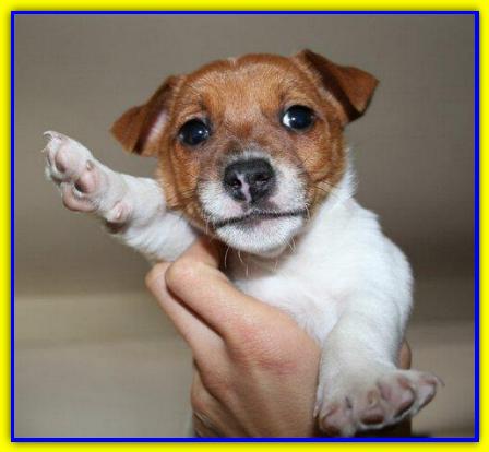 Giotto, Jack Russell Terrier