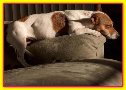 Giuditta, Jack Russell Terrier