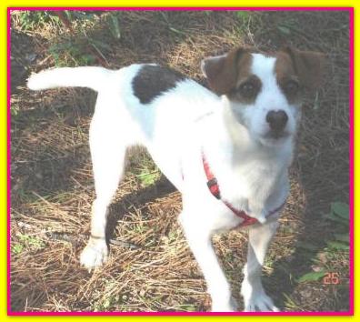 Giuditta, Jack Russell Terrier