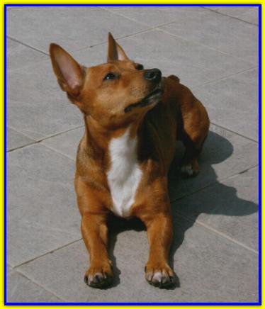 Golia, Jack Russell Terrier
