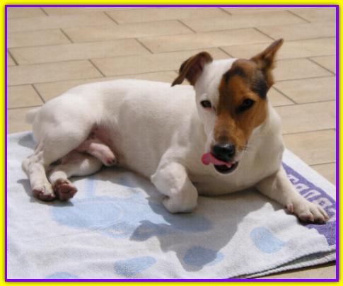 Half, Jack Russell Terrier