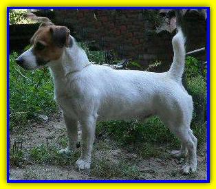 Hocus Pocus Scaccomatto, Jack Russell Terrier